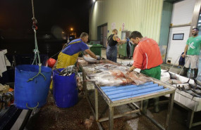 ep archivo   pescadores limpian el bonito tras su recogida en el mar a 12 de agosto de 2022 en el