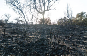 ep archivo   vista de las zonas mas afectadas por el incendio declarado el pasado lunes 11 de agosto