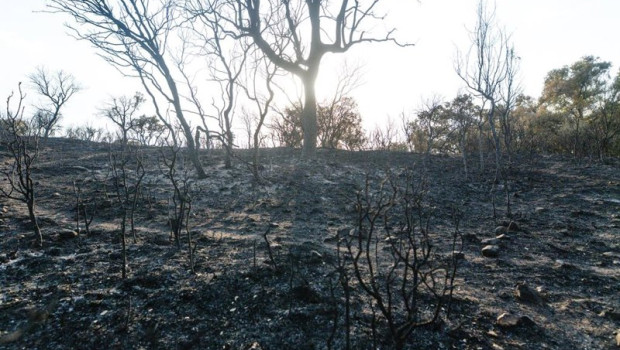 ep archivo   vista de las zonas mas afectadas por el incendio declarado el pasado lunes 11 de agosto