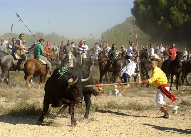 Joven clavando una lanza al toro, en la festividad de Tordesillas | PEDRO ARMESTRE ep joven clavandolanzatoro enfestividadtordesillas