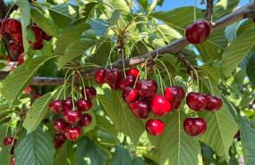 ep la dop cereza del jerte cierra la campana de 2025 con 1300000 kilos de producto certificado