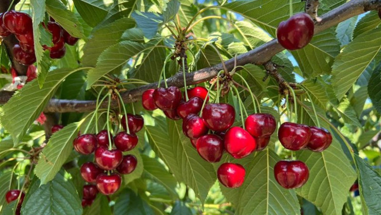 ep la dop cereza del jerte cierra la campana de 2025 con 1300000 kilos de producto certificado