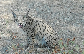 ep lince iberico en una imagen de archivo 20200418103303