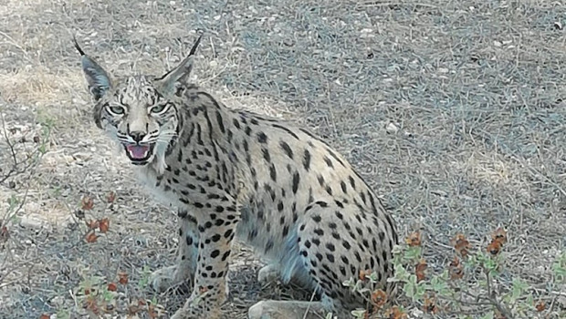 ep lince iberico en una imagen de archivo 20200418103303