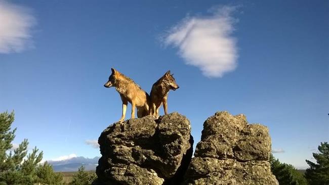 Pareja de lobos ibéricos sobre una roca | CARLOS SANZ ep parejalobos ibericosuna roca