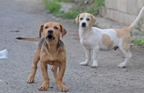ep perros callejeros