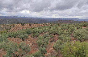 ep un olivar cordobes