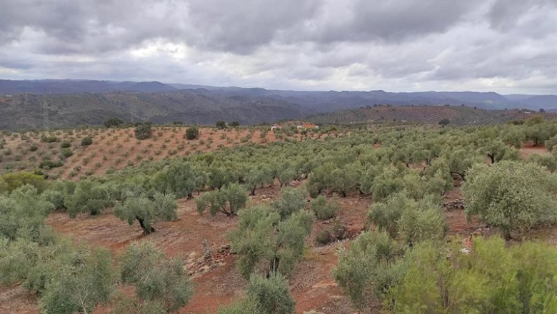ep un olivar cordobes