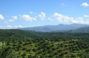 oil palm borneo indonesia palm oil oil palm borneo indonesia palm oil