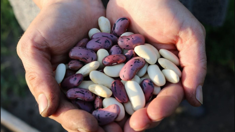 1616674699 legumbres ba ares