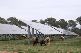 ep archivo   ovejas junto a placas solares