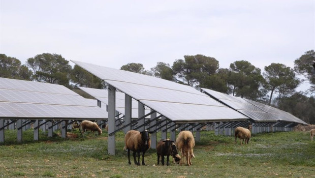 ep archivo   ovejas junto a placas solares