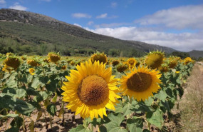 ep archivo   produccion de girasoles