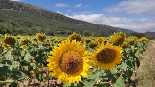 ep archivo   produccion de girasoles