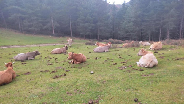 ep archivo   vacas sueltas en el campo imagen de archivo