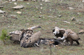 ep el buitre leonado se recupera en la sierra de cazorla