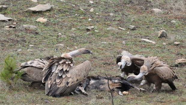 ep el buitre leonado se recupera en la sierra de cazorla