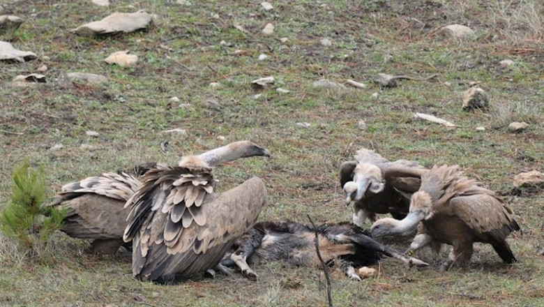 El buitre leonado se recupera en la Sierra de Cazorla. | CSIC - Archivo ep el buitre leonado se recupera en la sierra de cazorla
