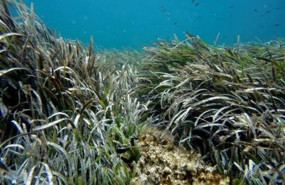 ep las praderas submarinas muestranprimeros signosrecuperacion