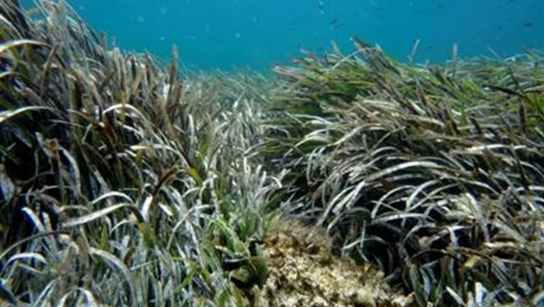 Las praderas submarinas muestran los primeros signos de recuperación | PRADERA SUBMARINA ep las praderas submarinas muestranprimeros signosrecuperacion