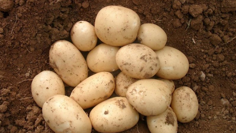 Patatas | LIDL ep patatas 20211112114004