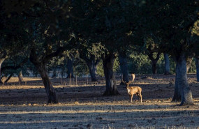 ep un gamo en la epoca de la ronca un ritual reproductivo de estos animales que indica el inicio de