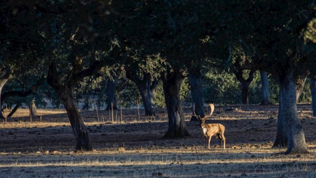 ep un gamo en la epoca de la ronca un ritual reproductivo de estos animales que indica el inicio de