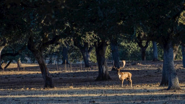 ep un gamo en la epoca de la ronca un ritual reproductivo de estos animales que indica el inicio de
