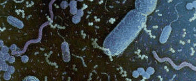 microorganismoscb1