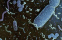 microorganismoscb1 microorganismoscb1