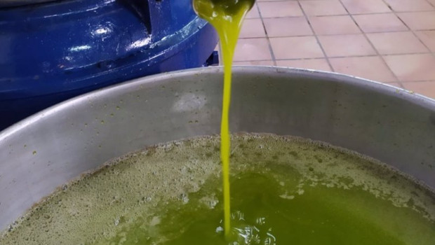 ep archivo   aceite de oliva virgen extra fluyendo en una almazara cordobesa