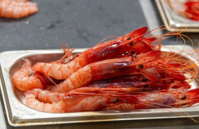 ep archivo   el ministerio de pesca establece topes de captura a la gamba roja en el mediterraneo