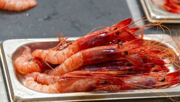 ep archivo   el ministerio de pesca establece topes de captura a la gamba roja en el mediterraneo