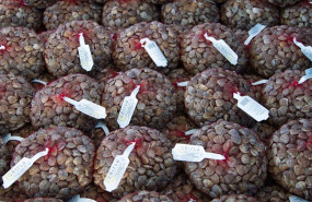 ep archivo   imagen de bolsas de chirlas etiquetadas para su comercializacion