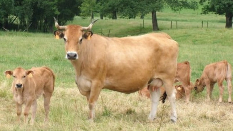 ep archivo vacas 20240628150204 ep archivo vacas 20240628150204