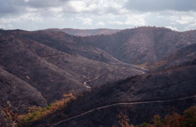 ep entorno afectado por el incendio de niebla en el berrocal
