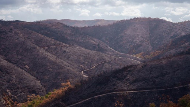 ep entorno afectado por el incendio de niebla en el berrocal