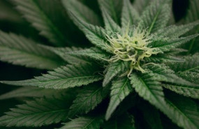 ep los investigadores de unm sugieren que el cannabis puede reducir el dolor cronico de los ep los investigadores de unm sugieren que el cannabis puede reducir el dolor cronico de los