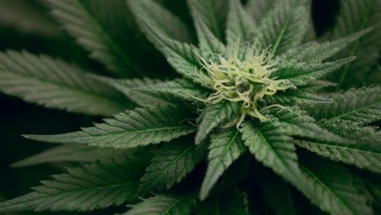 Los investigadores de UNM sugieren que el cannabis puede reducir el dolor crónico de los pacientes hasta en tres puntos en una escala de | ESTEBAN LOPEZ - Archivo ep los investigadores de unm sugieren que el cannabis puede reducir el dolor cronico de los