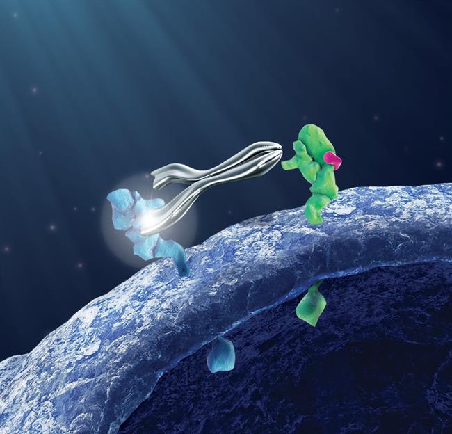 Pertuzumab Animation Board (TIFF, RGB) ep pertuzumab animation board tiff rgb