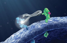ep pertuzumab animation board tiff rgb