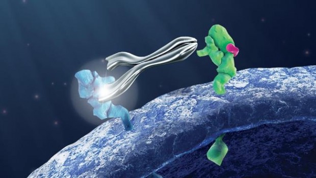 ep pertuzumab animation board tiff rgb