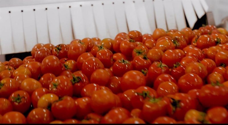 ep tomates para la elaboracion de gazpacho en la planta almeriense de don simon ep tomates para la elaboracion de gazpacho en la planta almeriense de don simon