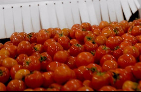 ep tomates para la elaboracion de gazpacho en la planta almeriense de don simon