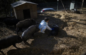 ep un santuario de cerdos a 9 de diciembre de 2025 en rubi barcelona catalunya espana