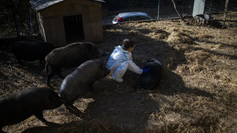 Un santuario de cerdos, a 9 de diciembre de 2025, en Rubí, Barcelona, Catalunya (España). | Lorena Sopêna - Europa Press ep un santuario de cerdos a 9 de diciembre de 2025 en rubi barcelona catalunya espana