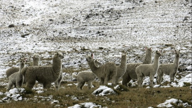 alpacas puno peru