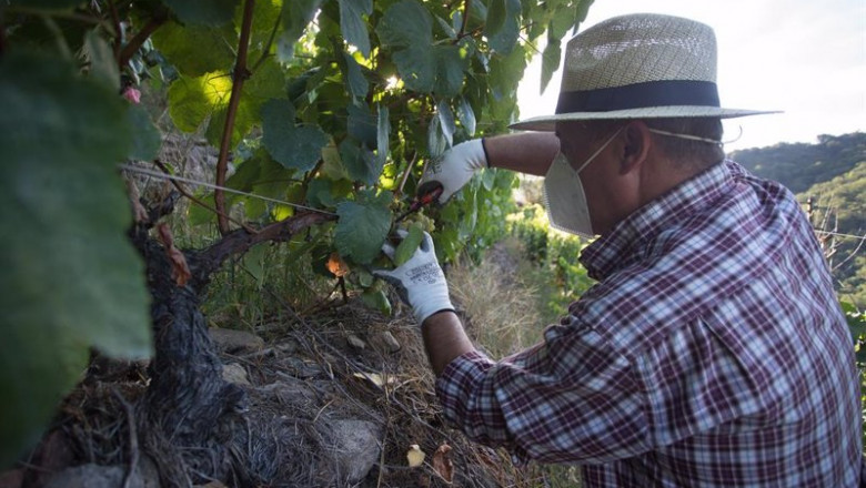 Archivo - Un vendimiador corta racimos de uvas en el viñedo | Carlos Castro - Europa Press - Archivo ep archivo un vendimiador corta racimos de uvas en el vinedo
