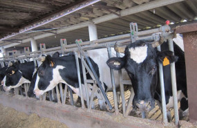 ep archivo   vaca carne leche granja agricultura agro