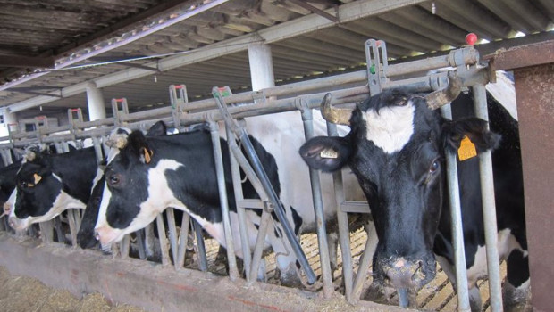 ep archivo   vaca carne leche granja agricultura agro